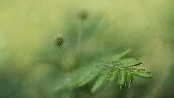 Bundleflower II by Anne Worner