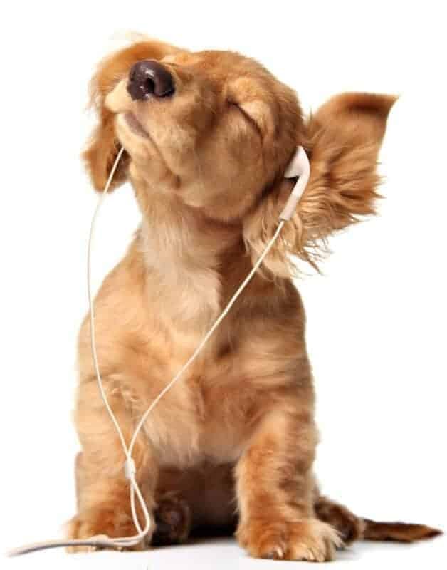 Growing Puppy Best Selling Stock photo