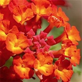Close up of flowers shot with the CANON EOS 80D