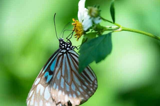 Focus on a Butterfly. Taken with the Micro-Nikkor 200mm f/4D by Takashi Hososhima.