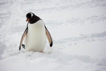 antartic photo of penguin