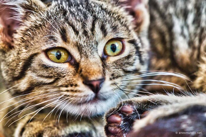 close up cat