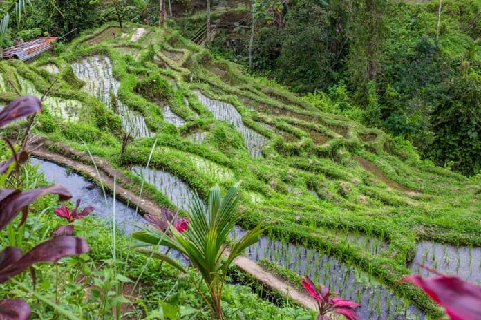 Tegalalang Rice Terrace - What to Photograph in Bali