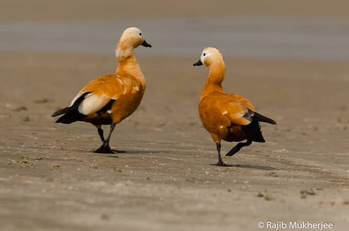 two ducks with Nikkor lens