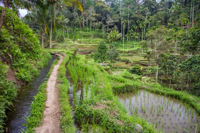 Essential travel photography gear - Rice terraces in Bali