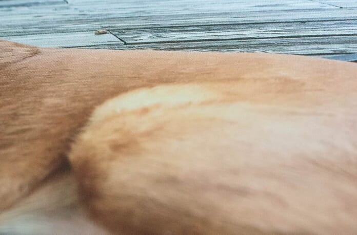 Shutterfly canvas detail