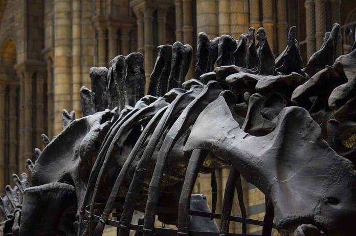Best Places to Photograph in London - Natural History Museum