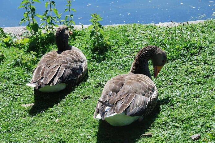 Best Places to Photograph in London - St. James Park