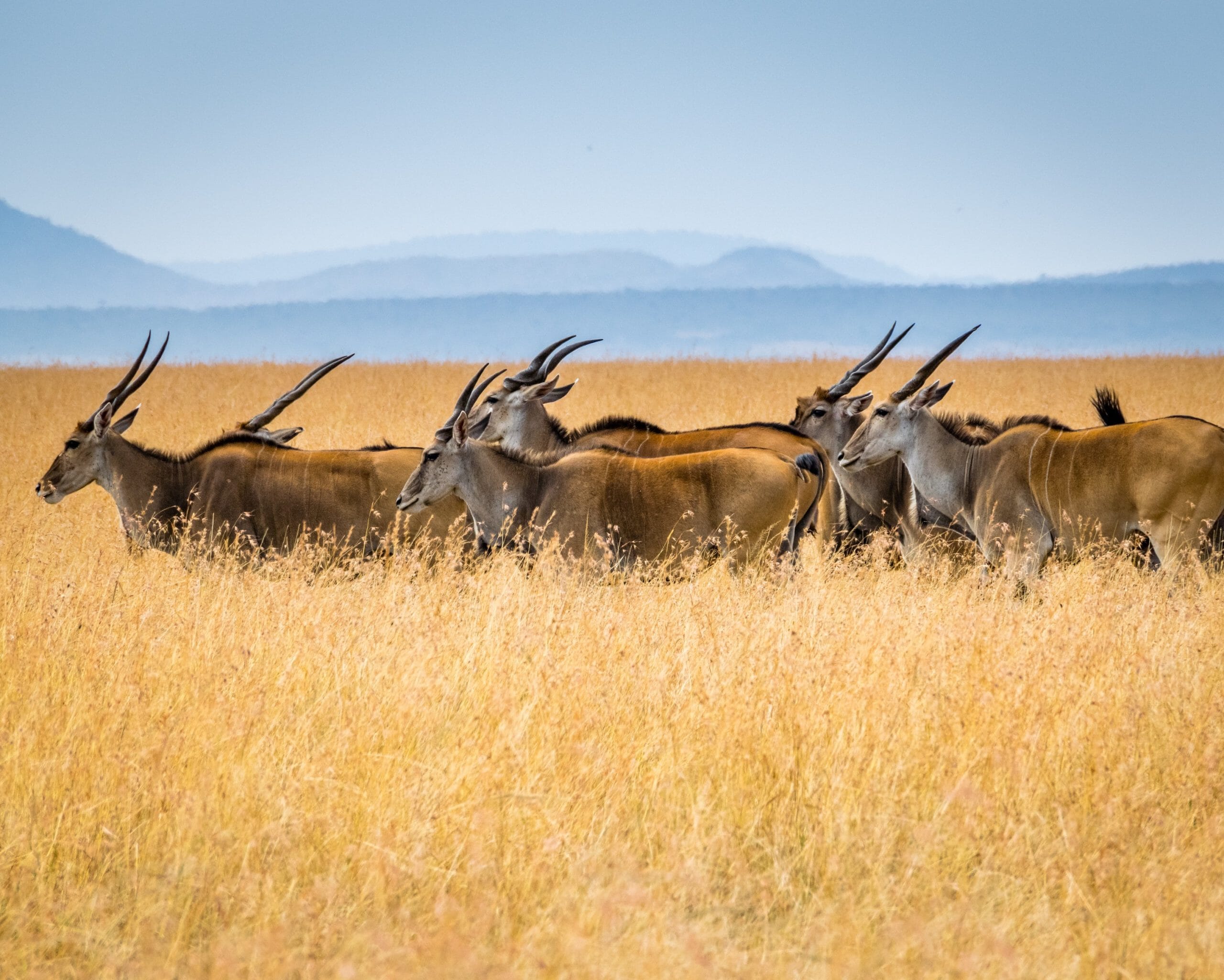 wildlife photography