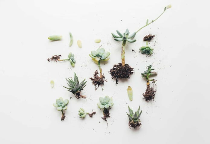 succulent flat lay