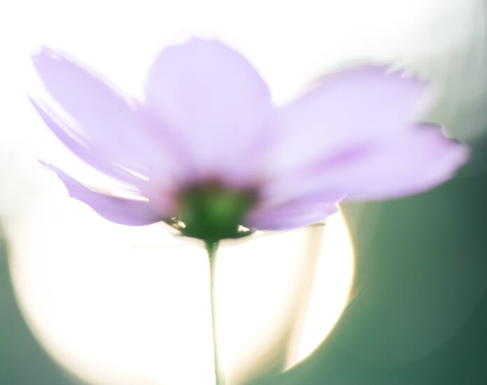 abstract macro flower