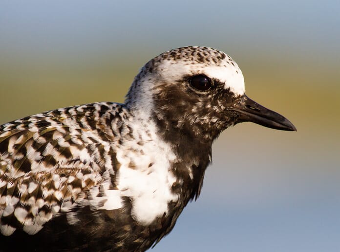 black bellied plover
