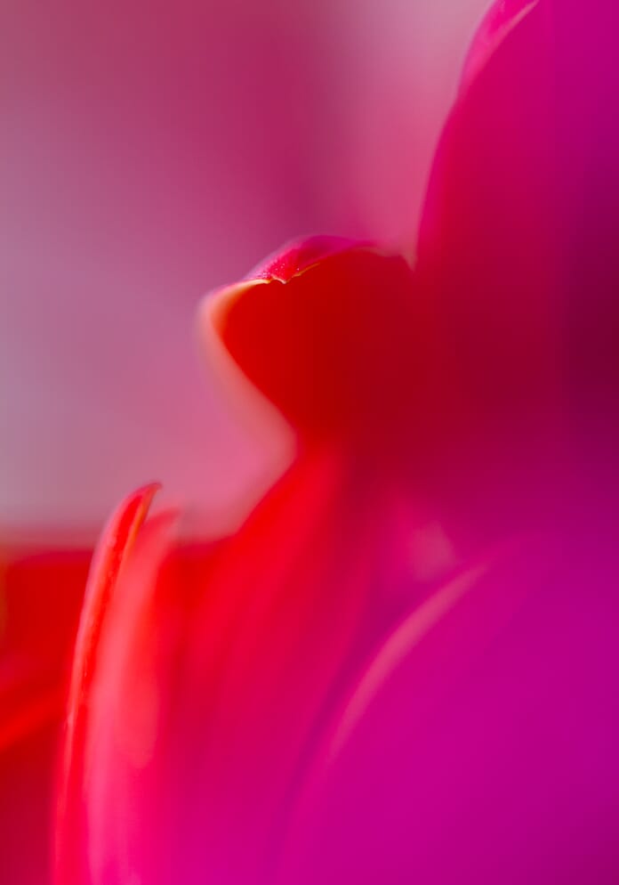 gerbera abstract