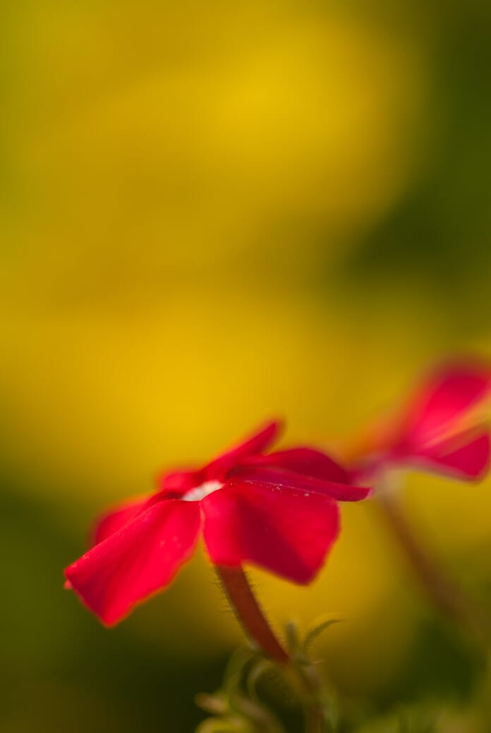 macro photo with blurred background from shallow depth of field