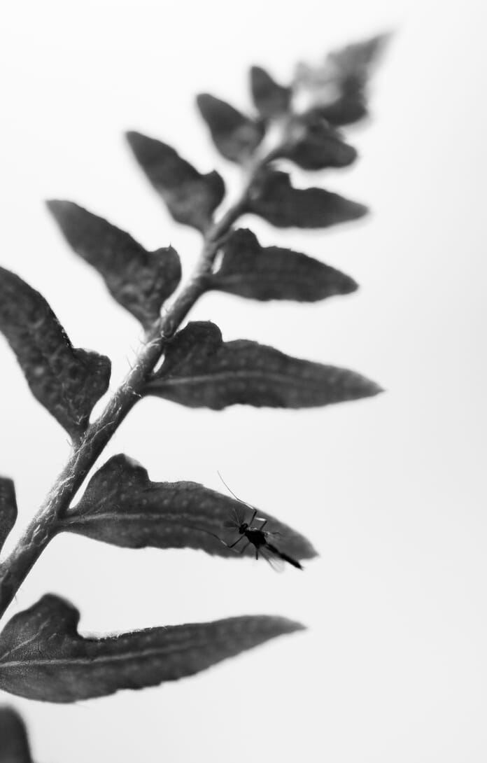 sharp macro image