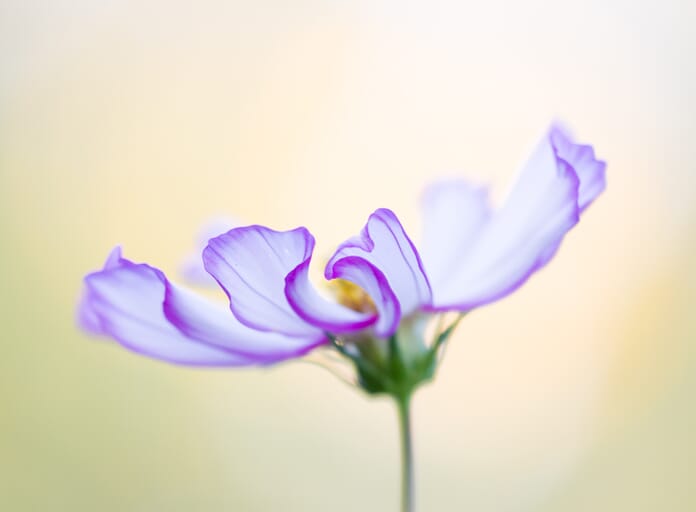macro photography learn photography actions