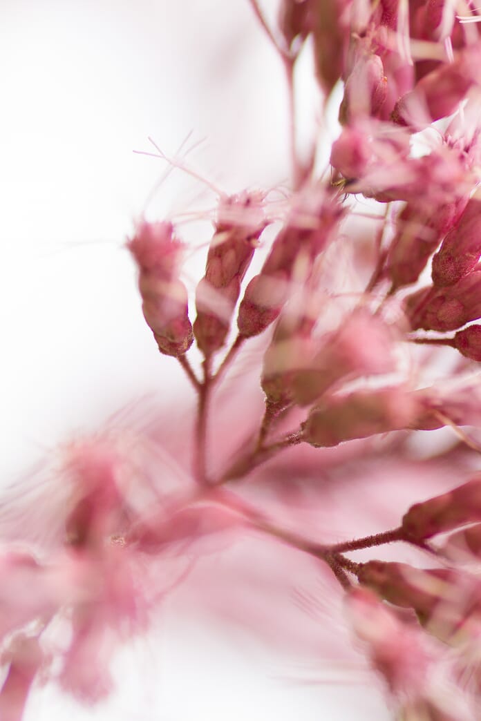 macro photography genre