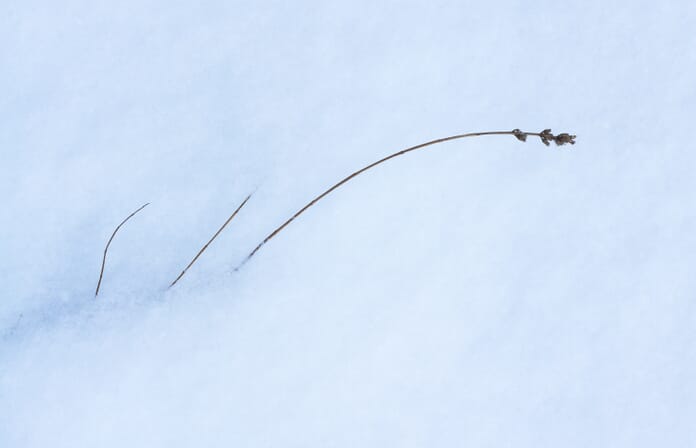 sharp image