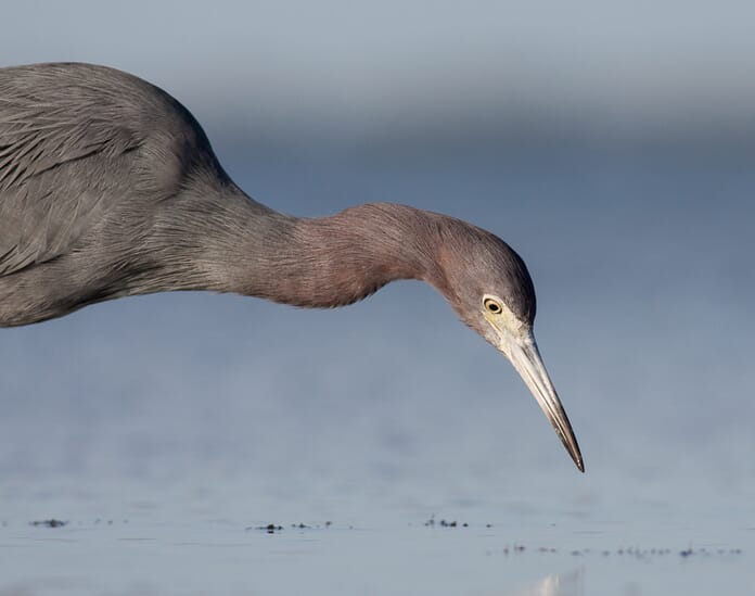 frontlit heron