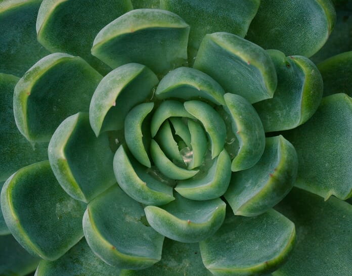 flower photography close up of succulent