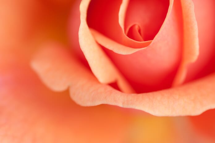 learn photography macro style image of a rose