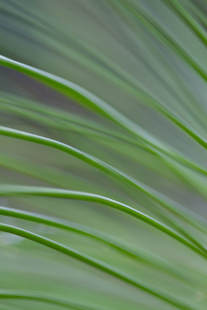grass abstract macro photography idea