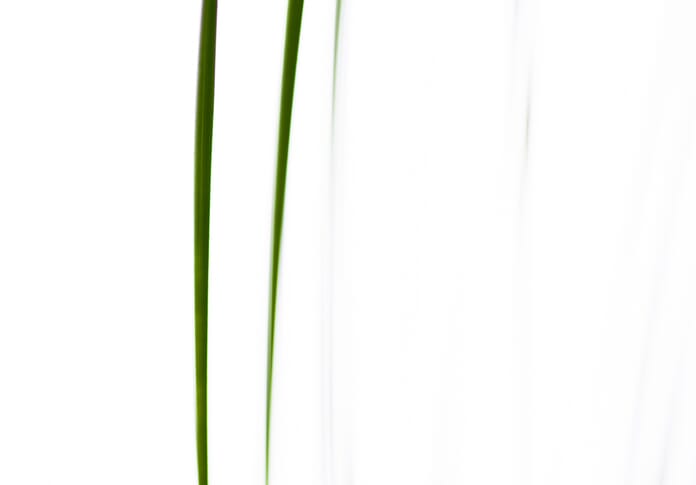 grass abstract