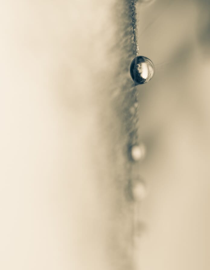 droplets on web