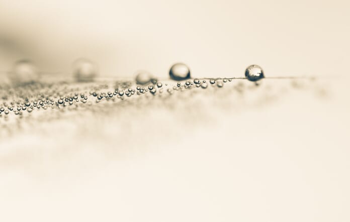 spiderweb with dew drops