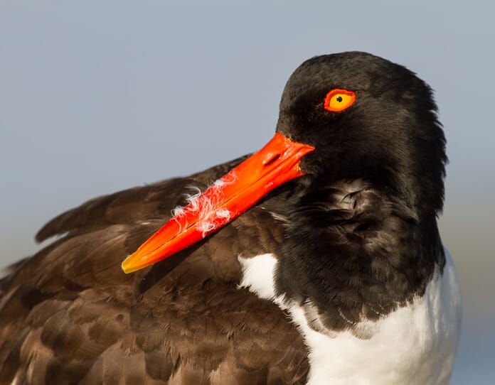 american oystercatcher close up