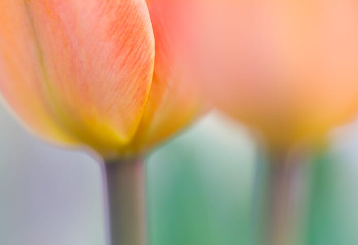 tulip macros macro photography idea