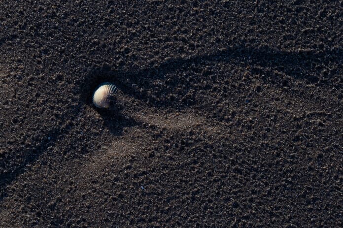 shell close up