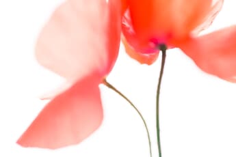 poppy abstract macro