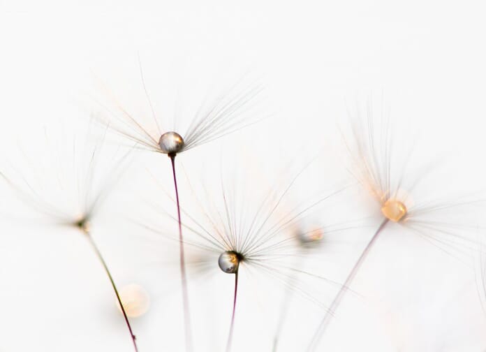 dandelion seedheads with droplets macro photography idea