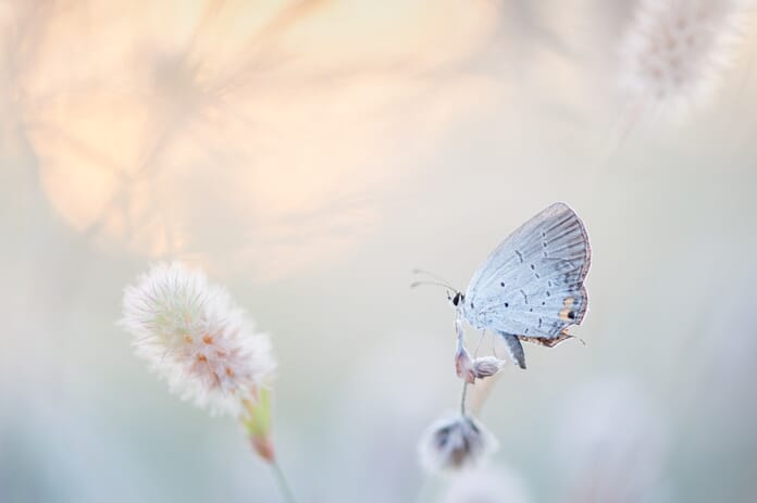 butterfly portrait macro photography idea
