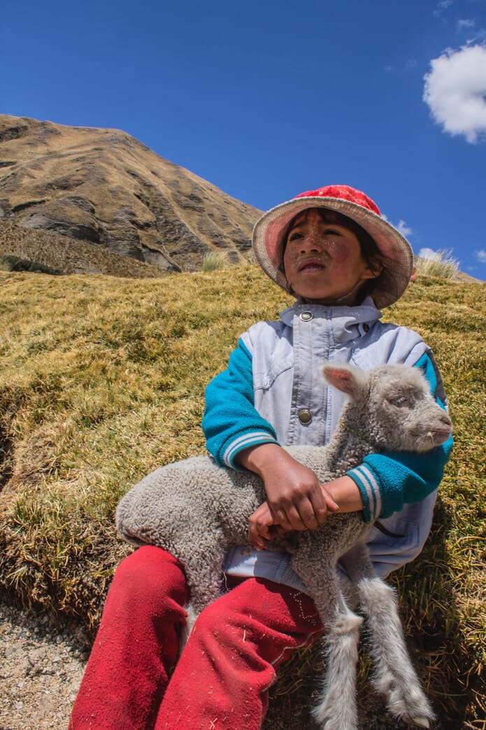 Local with sheep