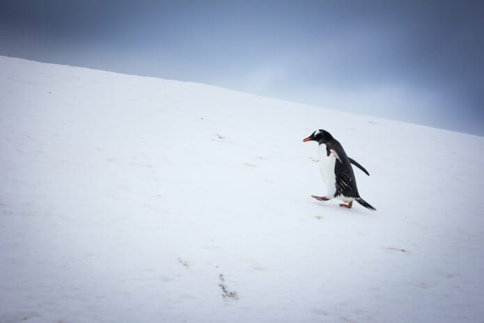 Gentoo Penguins in Antarctica