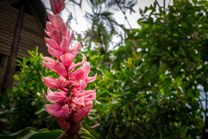 Flower shot at f/5.0