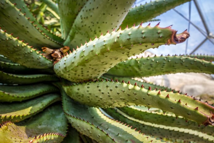 Plants at Eden project