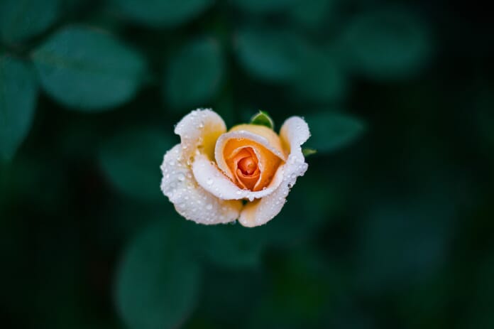 Best Bokeh lenses example