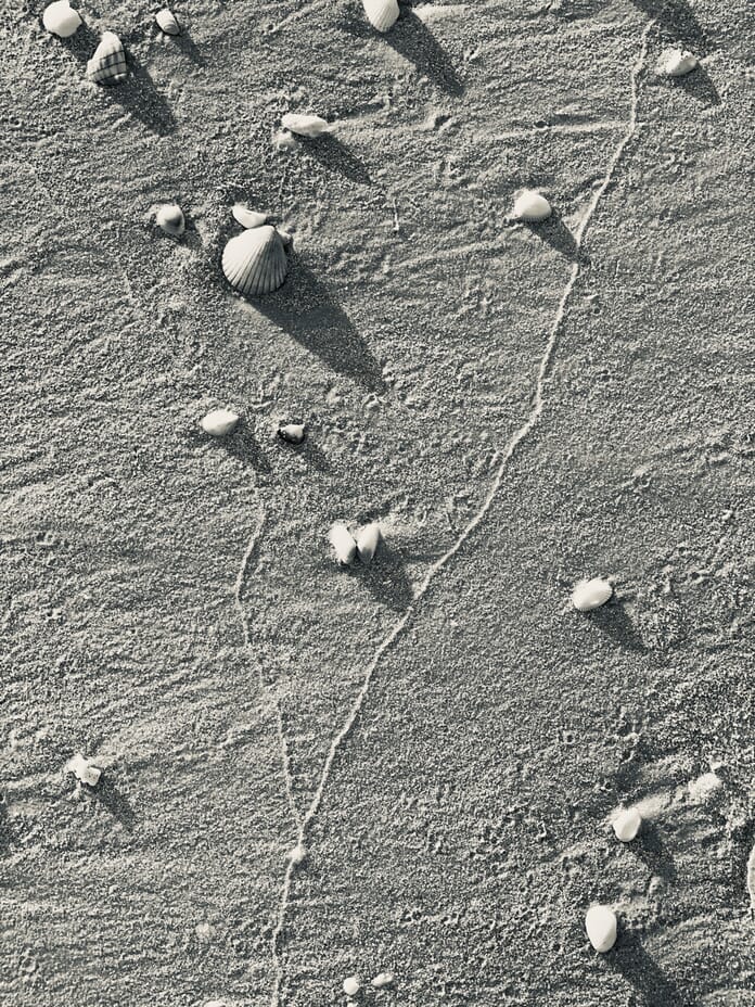 Shells on beach