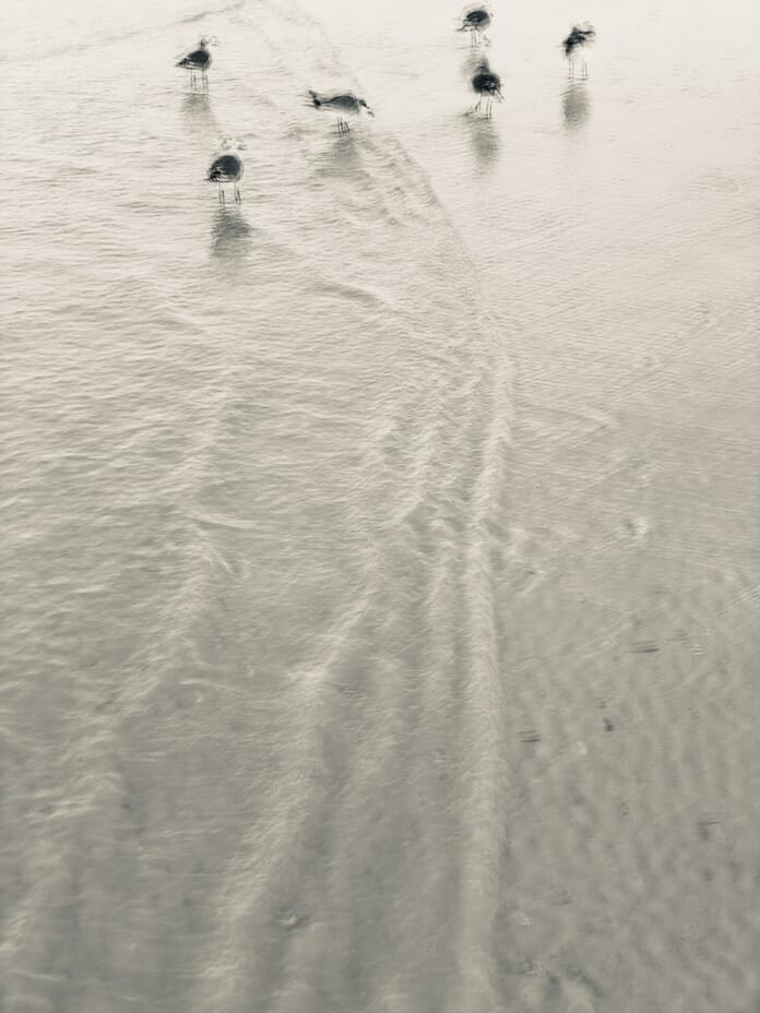 Birds on the shore