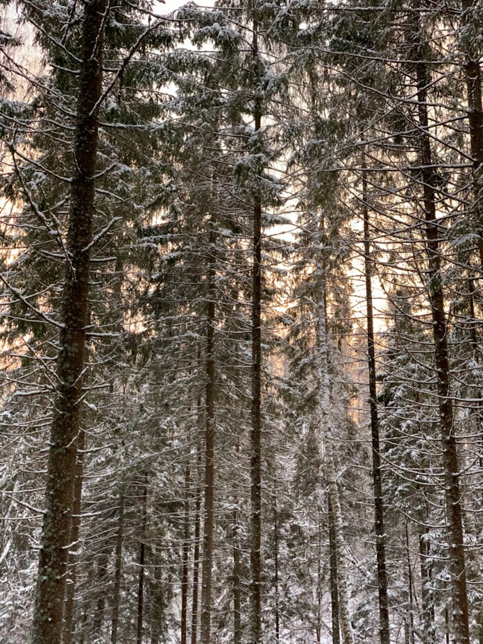 Trees Smartphone Photography