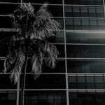 smartphone photo with building and palm tree