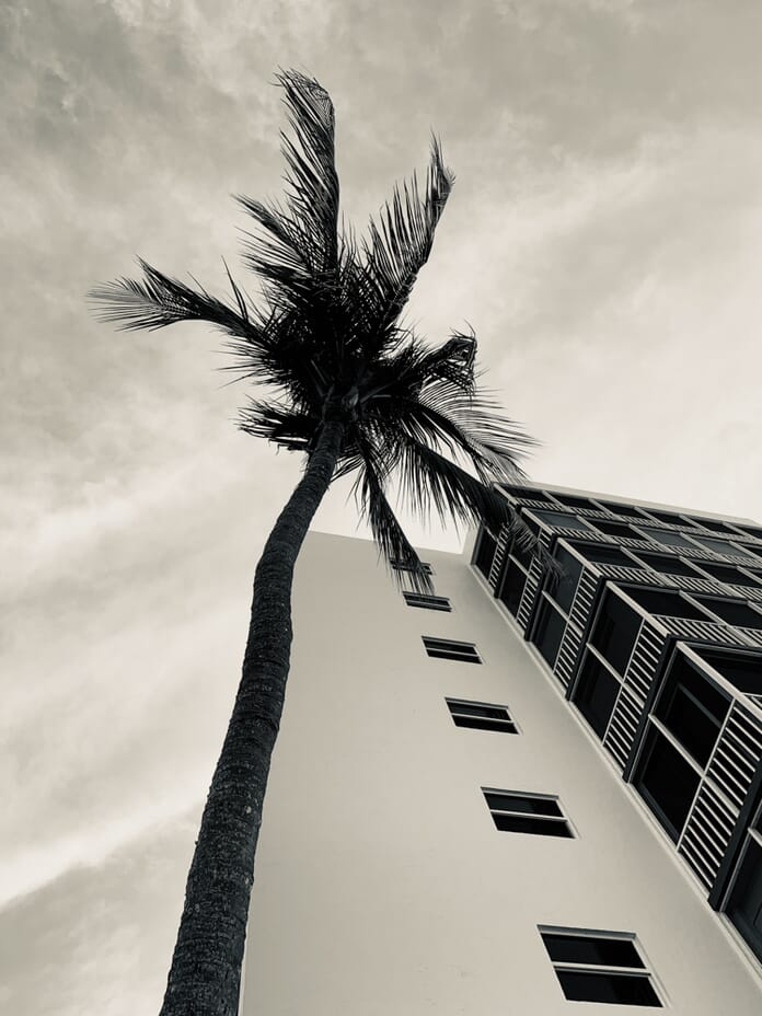 Palm tree composition smartphone photo