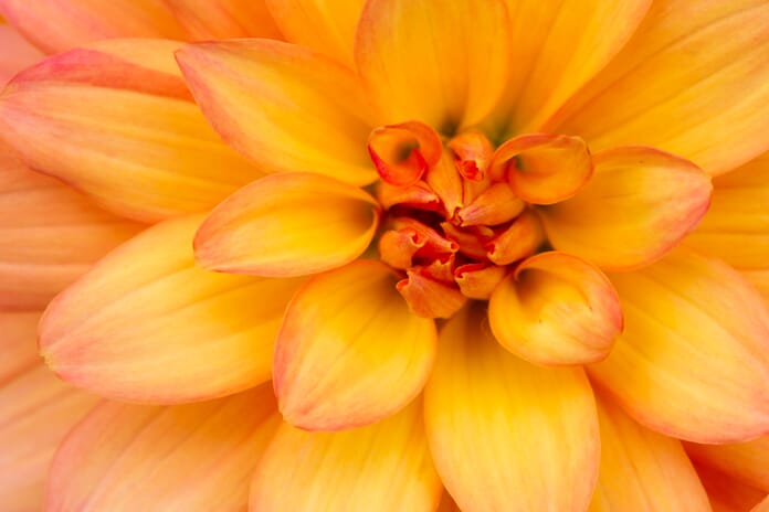 cloudy light flower colors
