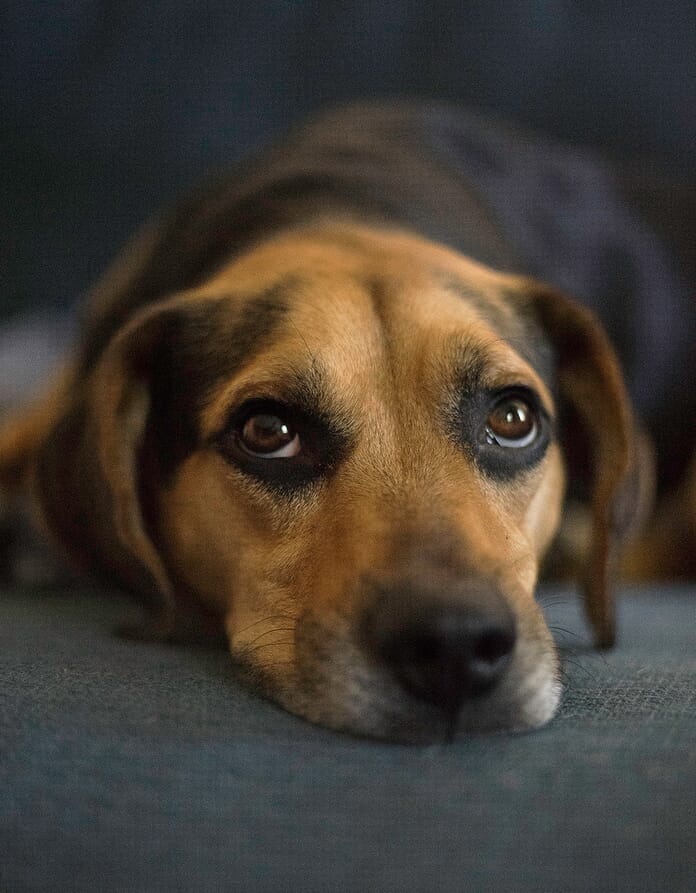 dog photography eyes