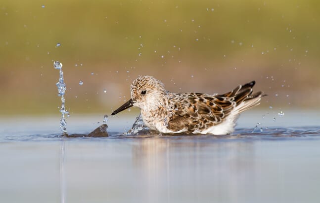 photo of bird in water