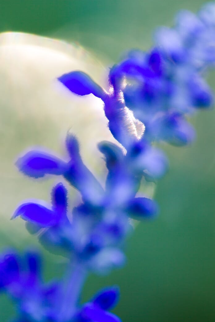 backlit blue flower