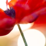 macro photo of poppy